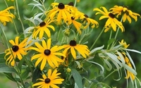 Garden Design and maintenance by Fabulous Flowers by Cindy