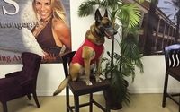 Sit Means Sit Palm Beach Dog Training by Sit Means Sit Palm Beach