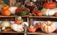 Pumpkins, Gourds, and Cornstalks - Oh my!  by Opa Robby's Market