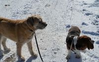 Pet sitting, exercising, "taxi," boarding and "Pet Detective" services     by Creature Comforts Pet Services 