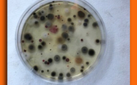 Indoor Air Quality by Adam's Air, LLC