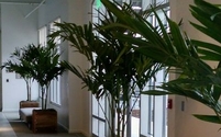 interior plant services by Foliage Accents