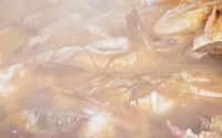 cioppino by Carmine's Trattoria