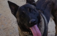 Carolinasmidatlantick9@aol.com  by Carolinas Mid Atlantic K9