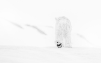 Photography by Trimper Gallery