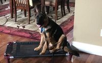 Private lesson dog training by Sit Means Sit Palm Beach