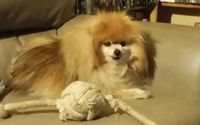 Doggie Daycare by Creature Comforts Pet Services 