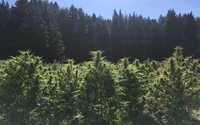 Cannabis Farm Tour by Humboldt Cannabis Tours