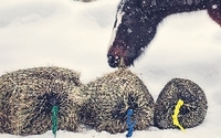 Slow feeder hay nets by Handy Hay Nets