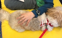 Informative Pet Therapy Workshops by Hudson Valley Paws for a Cause