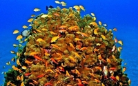 Living Reef  by Living Reef Memorial