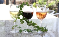 1/2 Price Bottle of Wine Tuesday's by HOULIHAN'S RESTAURANT + BAR