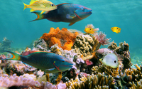 SCUBA Regulator Repair and Service  by By The Shore SCUBA Instruction LLC