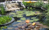 Water Gardens & Koi Pond Supplies, Aquatic Plants by Dickson Brothers Inc