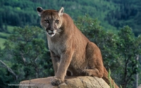 Colorado wildlife by Jon Sheppard Photography