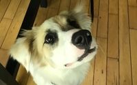 Reward-based, in-home dog training by Sirius Play Dog Training 
