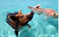 Swim with the Pigs in Exuma, Bahamas! by Stenner Travel