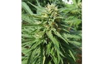 Hemp Biomass by Sanders Creative
