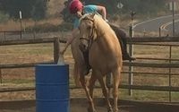 Horseback Riding Lessons by European Riding Academy