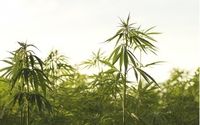 The Hemp CBD Revolution Provides Farm Bill Compliant Hemp! by Boom Enterprise & Associates