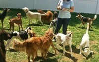 Dog Daycare by Villa La PAWS Maple Shade