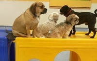 Stress Free Boarding by Villa La PAWS Maple Shade