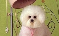 Grooming by Villa La PAWS Maple Shade