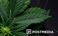 GrowthOp - for the Cannabis Industry by Postmedia