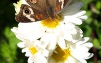 For Your Eyes Only: Natural Therapies for Eye Health by Flow Natural Medicine and Acupuncture