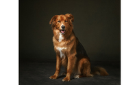 Dog Portraits by Peter O'Hara Photography