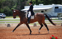 Dressage Instruction  by Cindy Sydnor Dressage