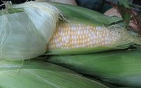 Sweet Corn by Upper Union Street Farmers Market