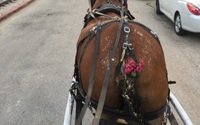 Capital Carriage Ride by Die Gelbe Rose Carriage