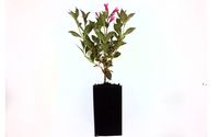 Seedlings | Trees | Shrubs by Branch Cove Nursery