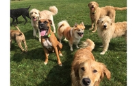 Dog Daycare Center by Bed & Biscuit of Ithaca