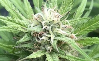 Raw Hemp Materials & Finished Hemp Cbd Products by Colorado Green Hemp Inc.