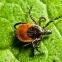 Mosquito and Tick Control by Mosquito Squad