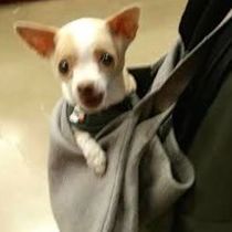 Chammyz Doggy Spaw towels by Chammyz