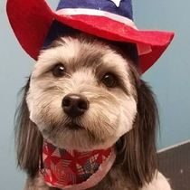 U Wash/We Wash/Grooming for Dogs by BarknPaws Pet Wash , Market & Grooming