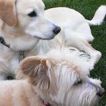 Pet Sitting, Dog Walking, Play time and TLC by Fun Fur U - In Home Pet Care