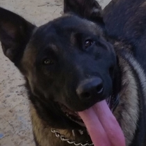 Carolinasmidatlantick9@aol.com  by Carolinas Mid Atlantic K9