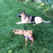 Group classes by Coexisting Canine Dog Training