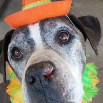 Pet Sitting by Fun Fur U - In Home Pet Care