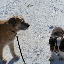 Pet sitting, exercising, "taxi," boarding and "Pet Detective" services     by Creature Comforts Pet Services 