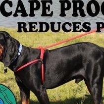 HarnessLead Sold Here! by Buddys Pet Stop