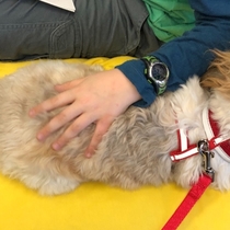 Informative Pet Therapy Workshops by Hudson Valley Paws for a Cause