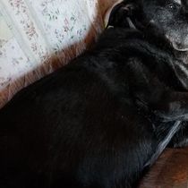 CANINE MASSAGE by Titan's Touch Canine Massage