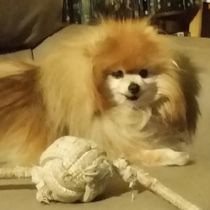 Doggie Daycare by Creature Comforts Pet Services 