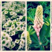 Garden Center by GreenScapes Garden Center & Landscape Co., Inc.