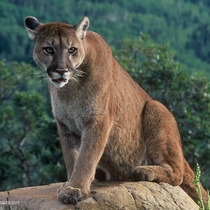 Colorado wildlife by Jon Sheppard Photography